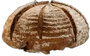 Sourdough